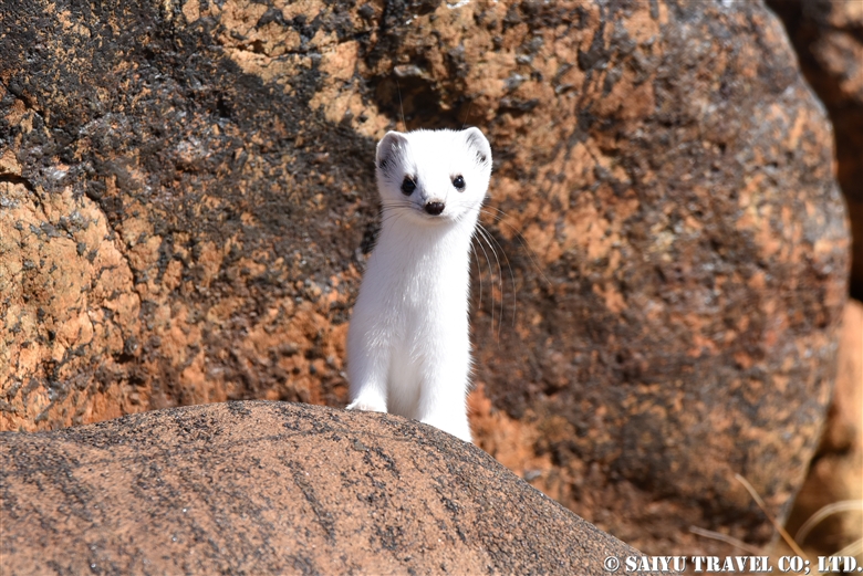 Stoat of Deosai Plateau